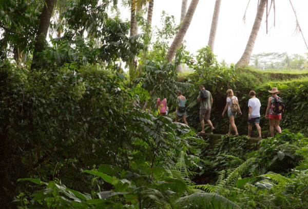 oneworld retreats - ricefields walk